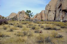 Joshua Tree National Park Stock Images Joshua Tree National Park Stock Images