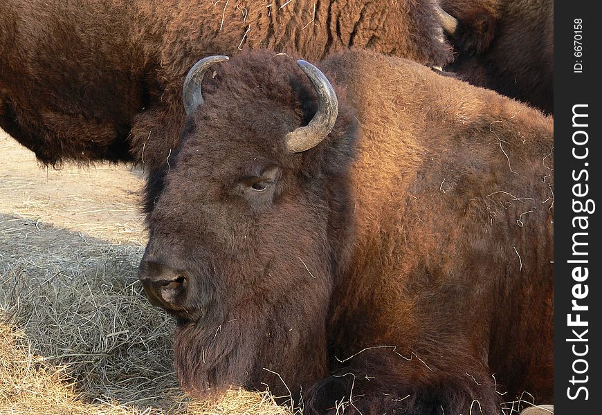 The bison on the hay