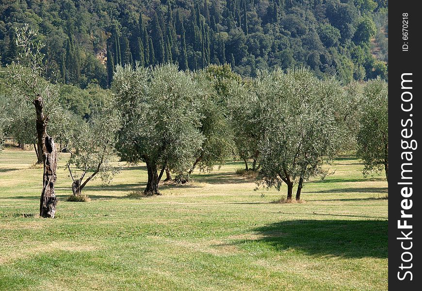 Field Of Olive Trees