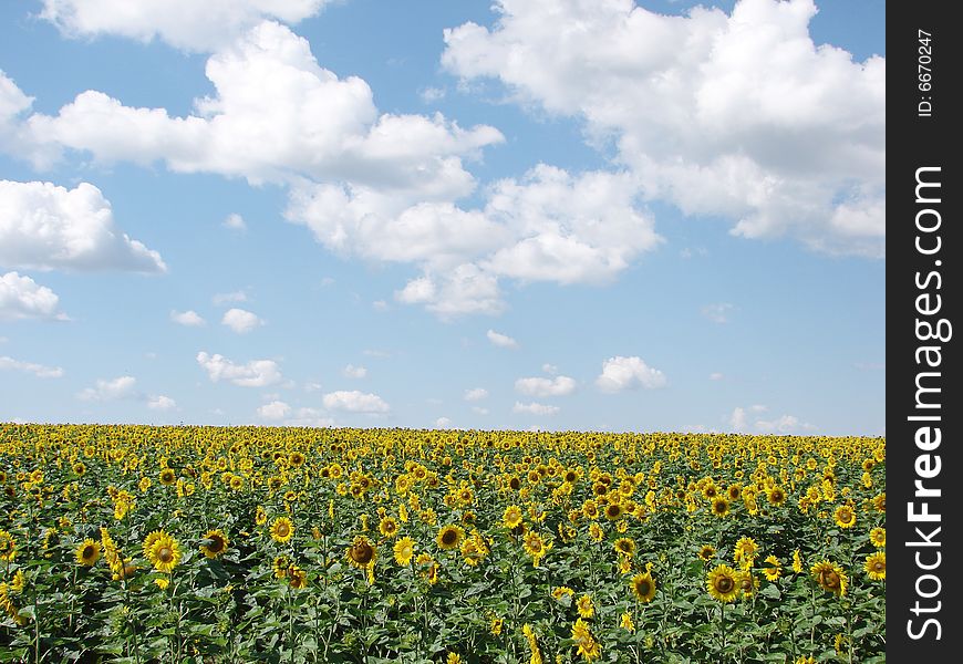 Sunflower field on cloudy blue sky