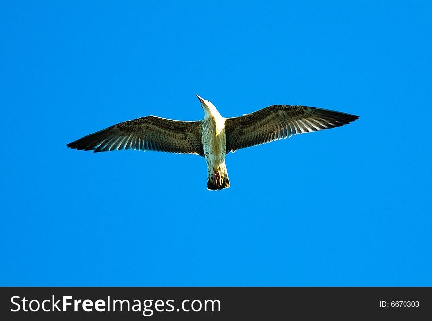 Seagull flying throughout the big blue sky