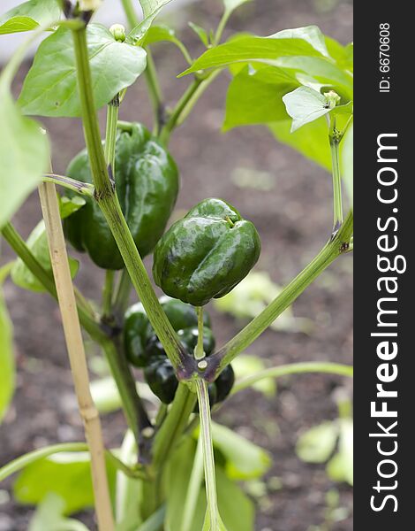 Pepper plant growing in greenhouse