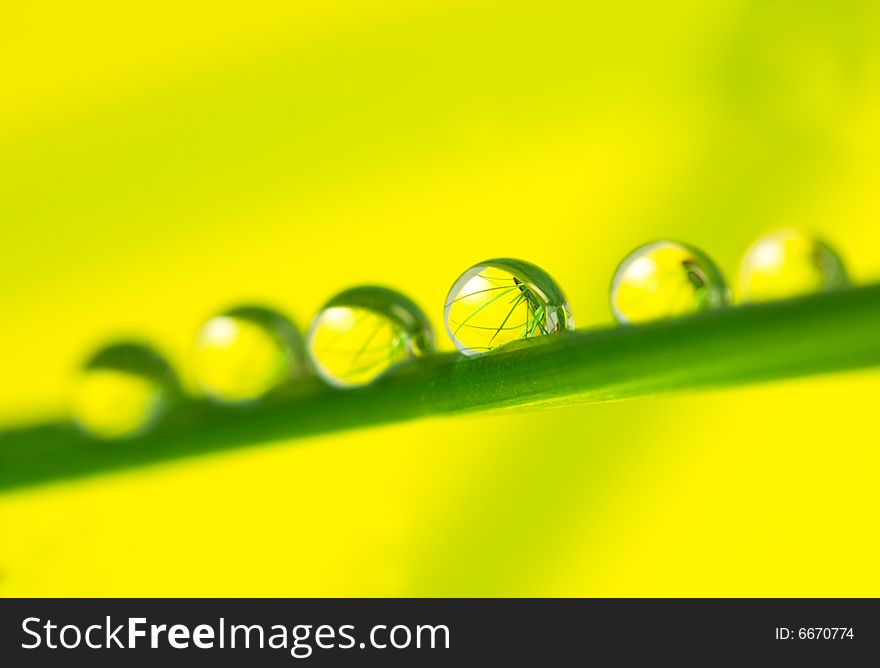 Fresh Morning dew on green grass with reflections