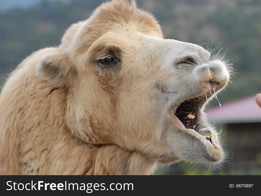 A beautiful camel very wants to eat