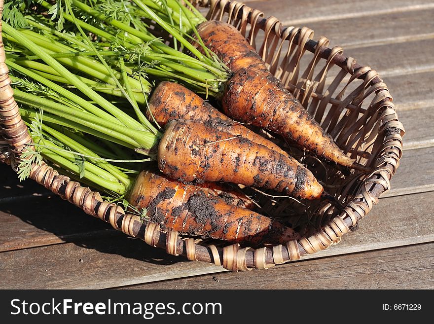 Bunch of organic carrots in basket on garden table. Bunch of organic carrots in basket on garden table