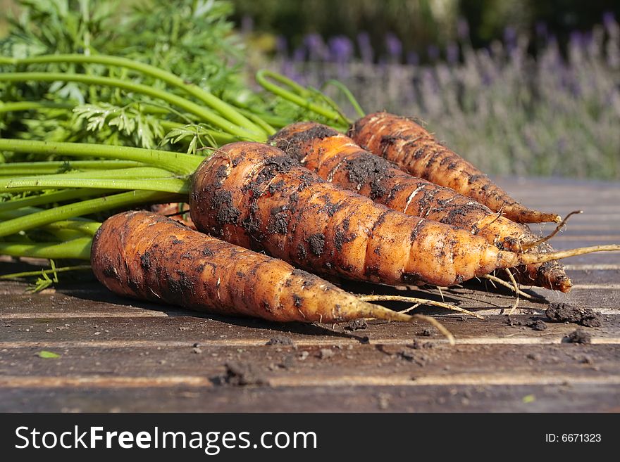 Carrots On Garden Table