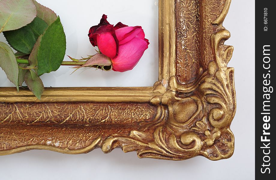 A red rose on an aged picture frame. A red rose on an aged picture frame