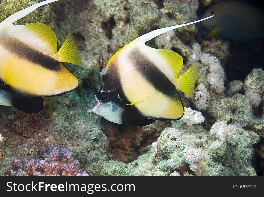 Red sea bannerfish (heniochus intermedius) taken in the Red Sea.