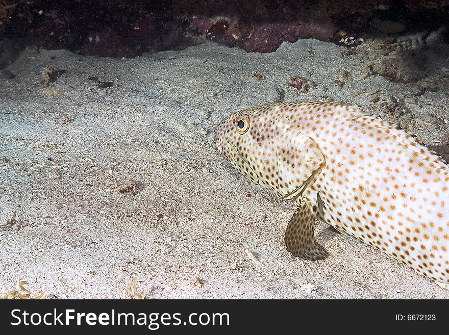 Greasy grouper (epinephelus tauvina) taken in the Red Sea.