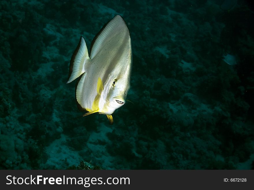 Orbicular spadefish (platax orbicularis)taken in the Red Sea.