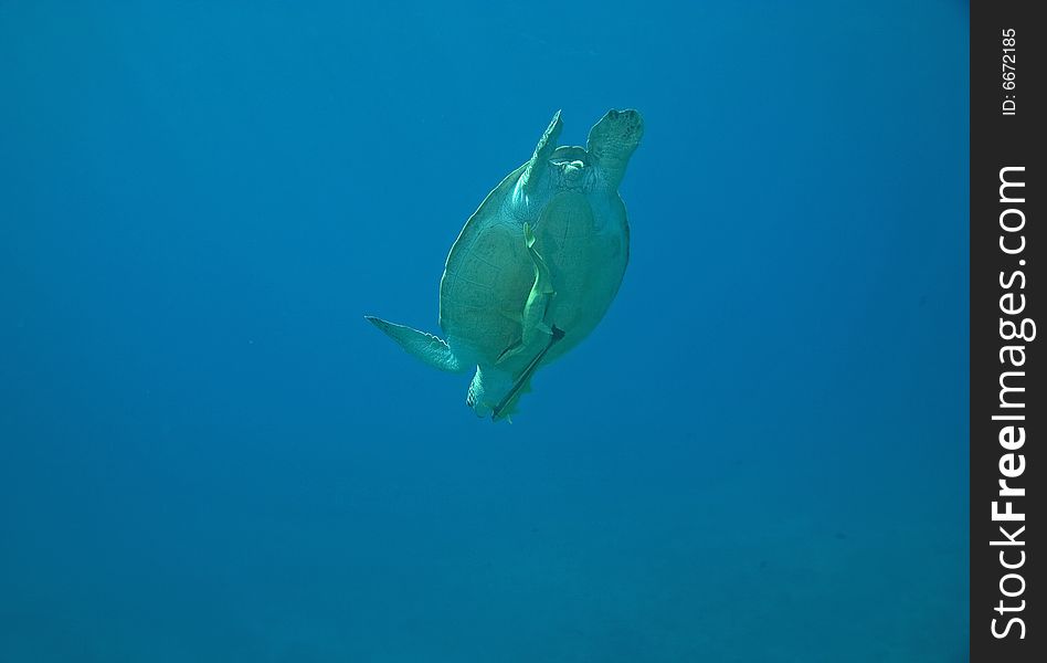 Green turtle (chelonia mydas) taken in the Red Sea.
