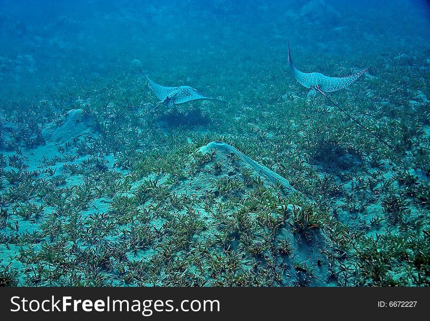 Spotted Eagle Ray (Aetobatus narinari)