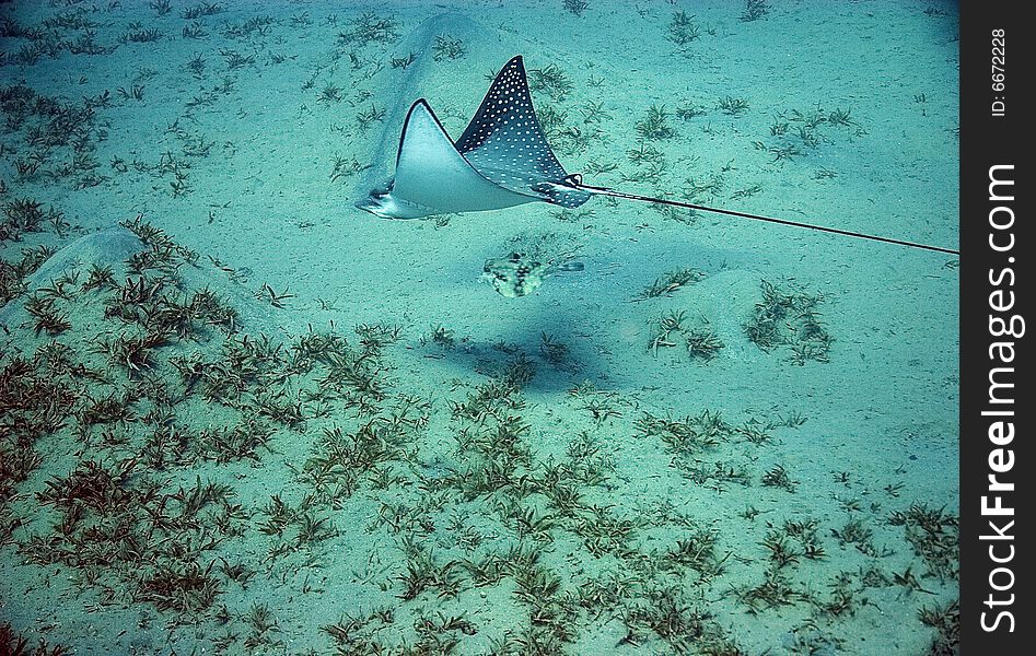 Spotted eagle ray (Aetobatus narinari) taken in the Red Sea.