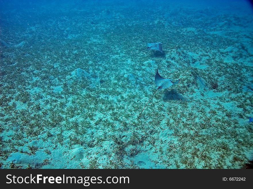 Spotted eagle ray (Aetobatus narinari) taken in the Red Sea.