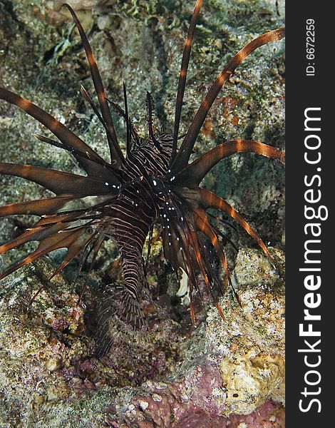 Clearfin lionfish (pterois radiata) taken in the Red Sea.