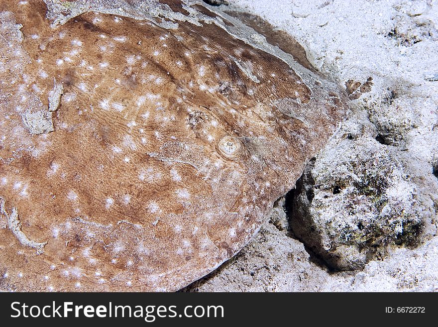 Leopard torpedo ray (torpedo panthera) taken in the Red Sea.