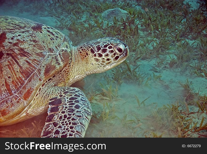 Green turtle (chelonia mydas) taken in the Red Sea.