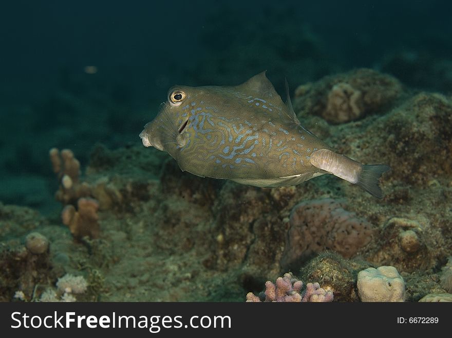 Thornback boxfish (tetrasomus gibbosus) taken in the Red Sea.