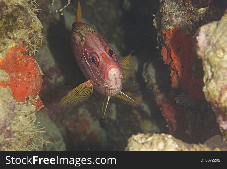Longjawed squirrelfish (sargocentron spiniferum)