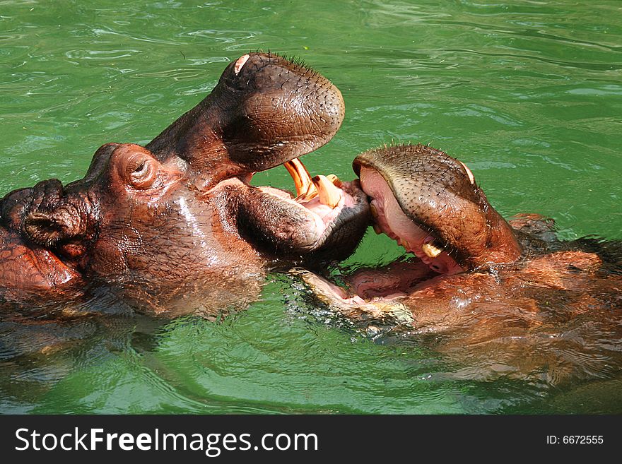 Two Hippopotamus playing with each other in the water. Two Hippopotamus playing with each other in the water