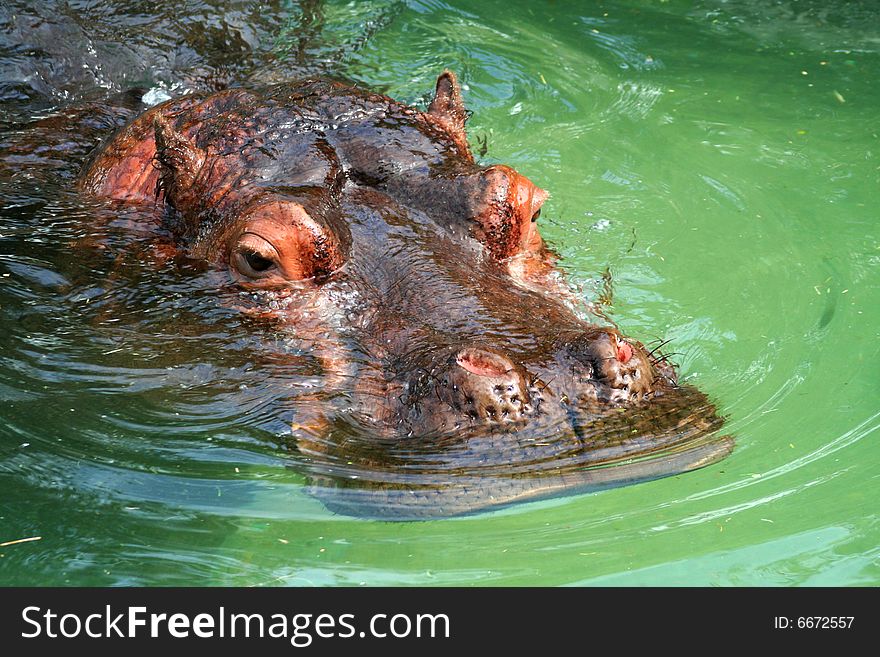 A hippopotamus face floating in the green water. A hippopotamus face floating in the green water