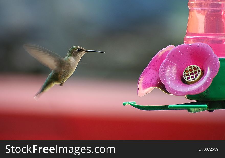 A hummingbird coming for a snack at the feeder. A hummingbird coming for a snack at the feeder