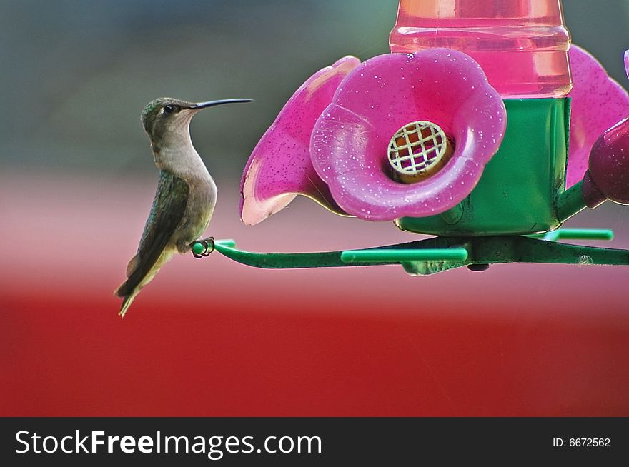 A hummingbird sitting on the bird feeder