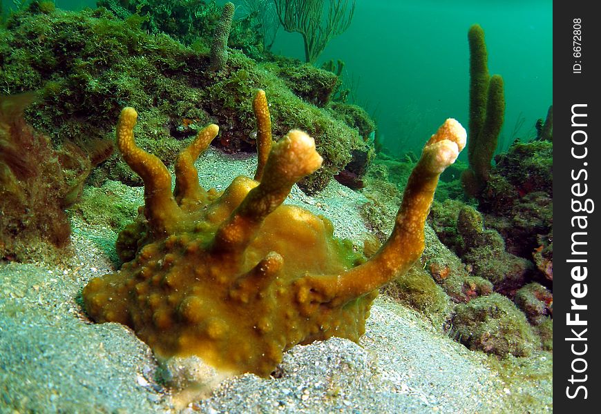 This brown coral was taken on the United Caribbean .