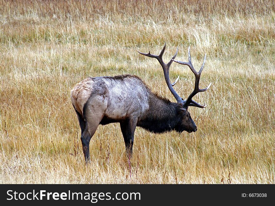 Photo of an elk in Yellowstone National Park.