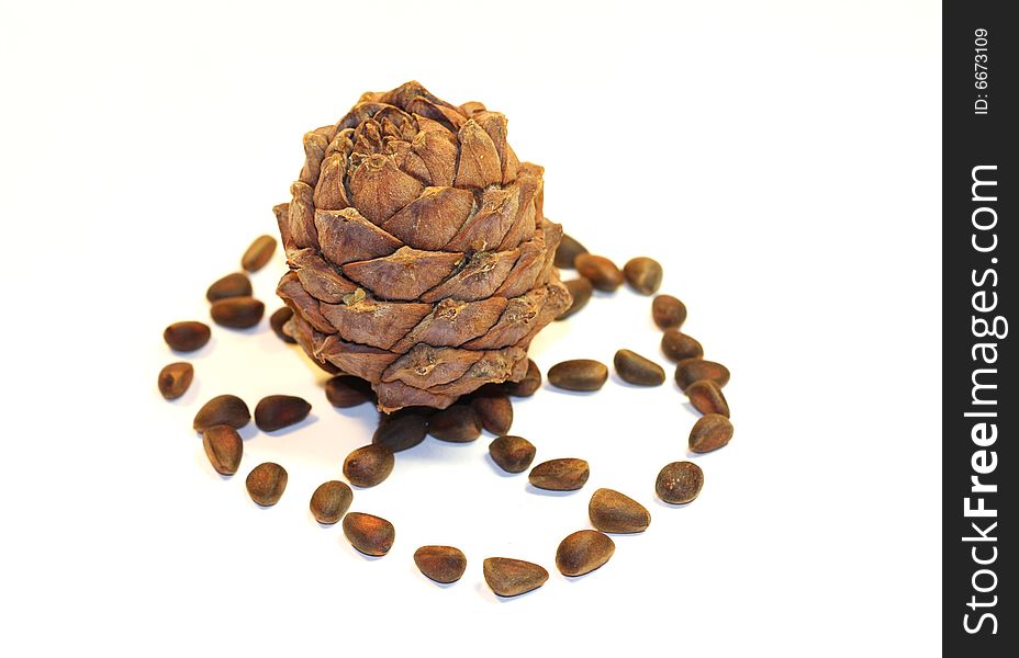 The cedar nut lay on a white background.