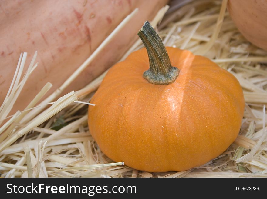 Little pumpkin on  straw among large pumpkins. Little pumpkin on  straw among large pumpkins
