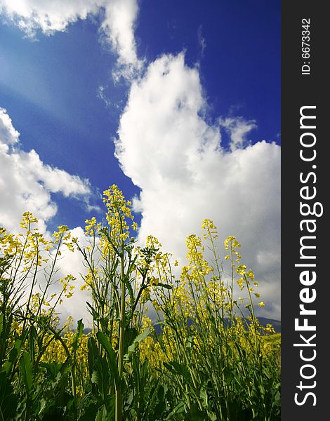 Yellow Rape Field Under The Sky