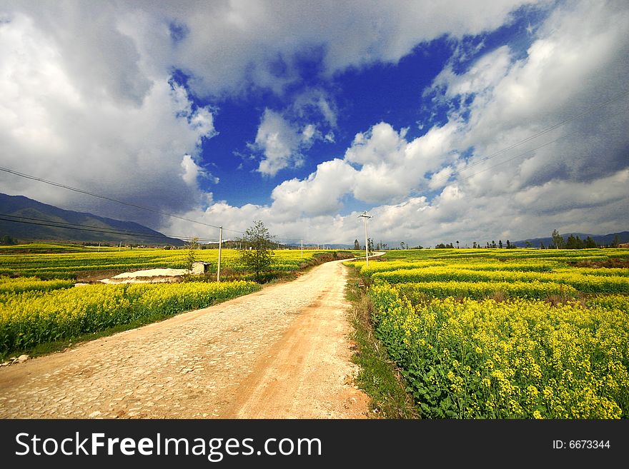 Yellow field under the bule sky and clouds. Yellow field under the bule sky and clouds