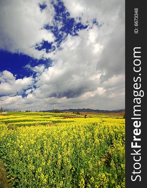 Yellow rape field under the bule sky and clouds. Yellow rape field under the bule sky and clouds