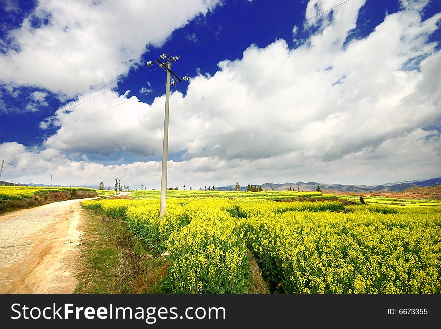 Yellow Rape Field Under The Sky