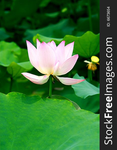 The lotus with beautiful  colors。