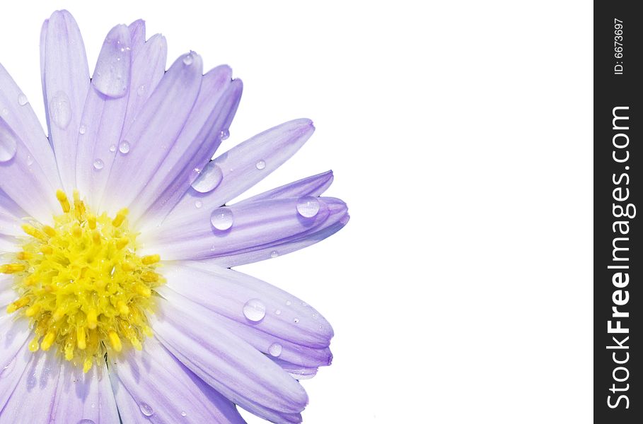 The daisy with a white background. The daisy with a white background
