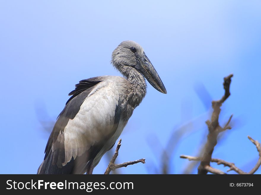 The Asian Openbill Stork, Anastomus oscitans, is a large wading bird in the stork family Ciconiidae. It is a resident breeder in tropical southern Asia from India and Sri Lanka east to Southeast Asia. Sometimes it is referred to as just Asian Openbill.
Open bill Stork is strolling around for food