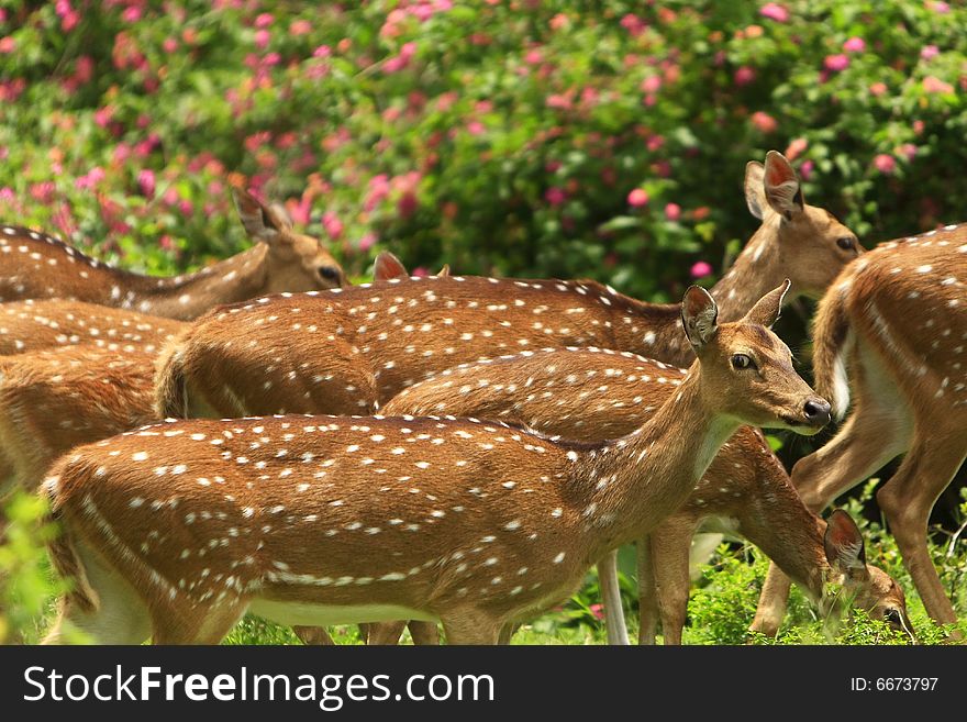 Deer stroling around and looked so innocent