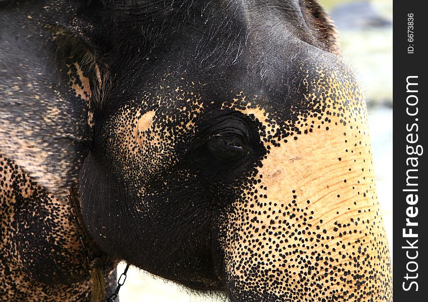 A hot summer afternoon, and this elephant was thirsty, and playing with water