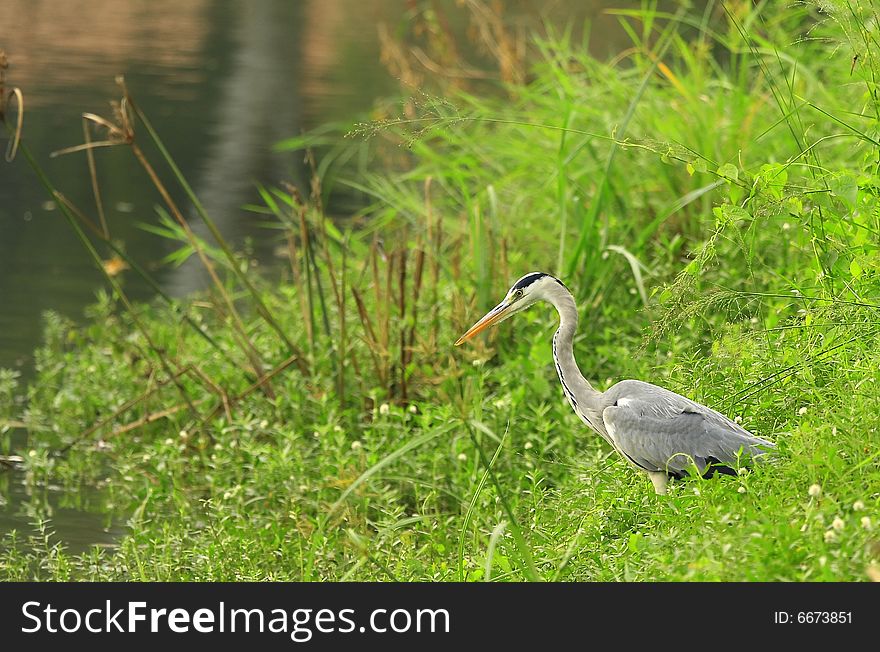 A Grey Heron on the meadow