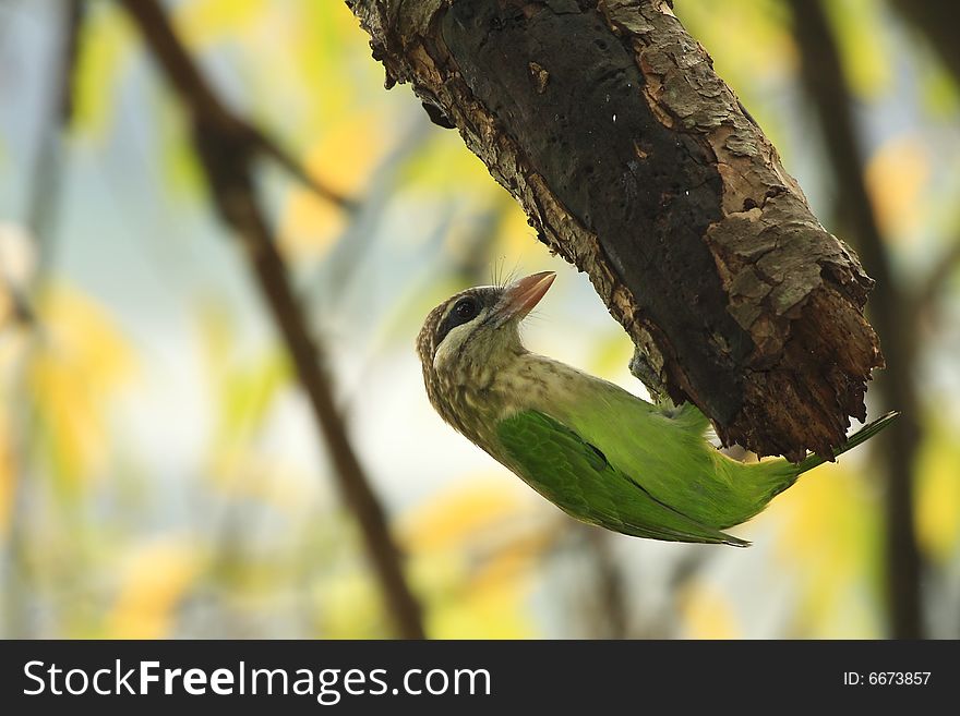 The woodpeckers on tree, ready to strike