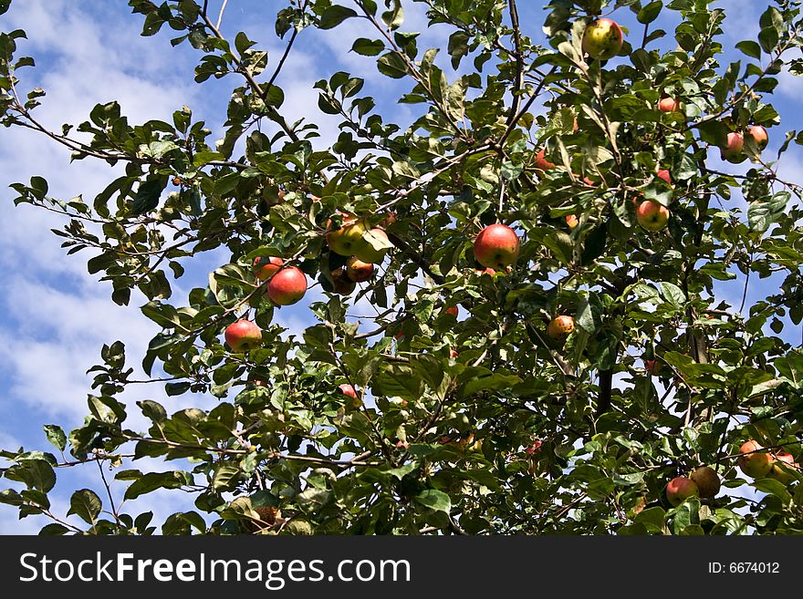 An apple-tree branch is in a garden