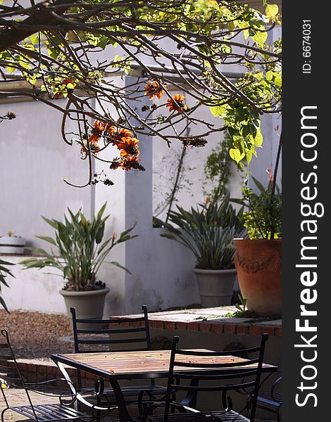 Table and chairs outdoors under a tree with red flowers in early morning light. Table and chairs outdoors under a tree with red flowers in early morning light.