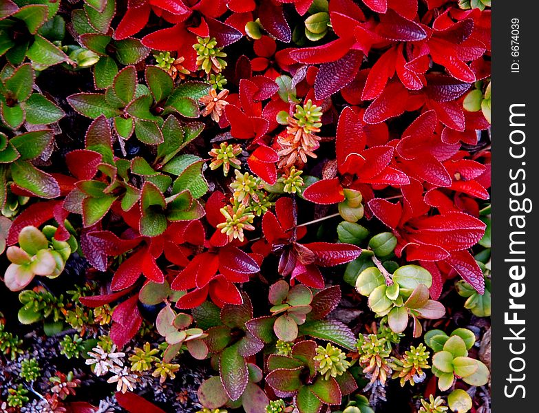 Colorful Green and Red Leaves in Tundra, Rondane National Park in fall, Norway, Scandinavia. Colorful Green and Red Leaves in Tundra, Rondane National Park in fall, Norway, Scandinavia