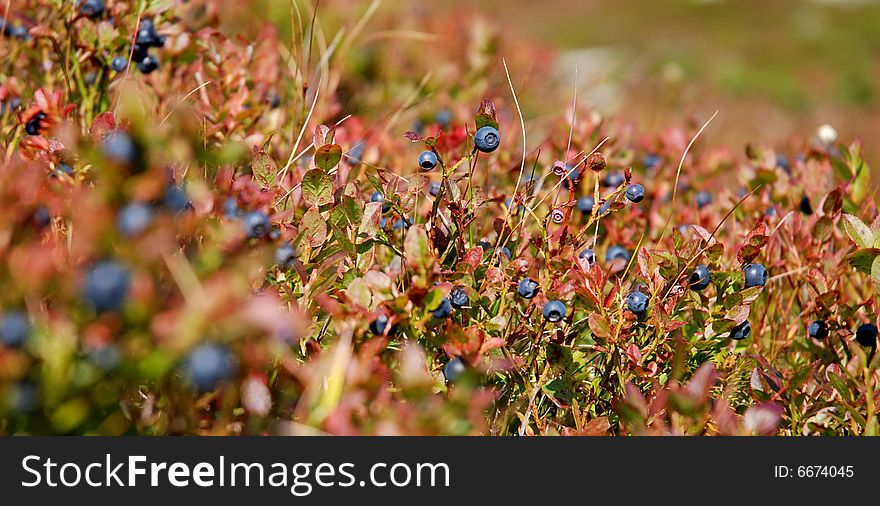 Field of Berries and Leaves in Fall Colors, Finland. Field of Berries and Leaves in Fall Colors, Finland