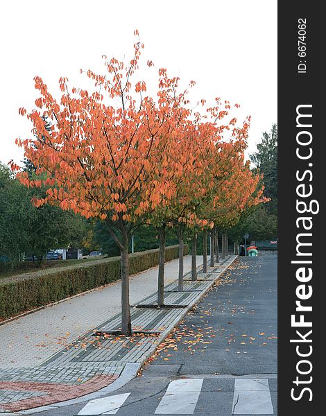 Trees in the park coloured in autumn colours