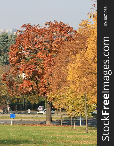 Tree in park coloured in autumn colours