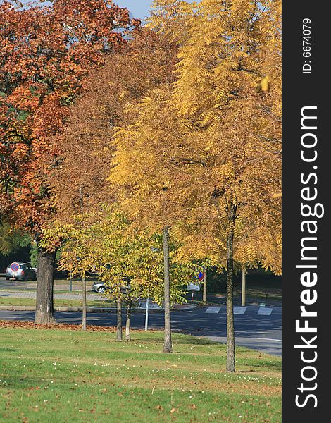 Tree in park coloured in autumn colours