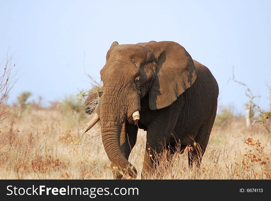 A very old African Elephant bull with its tusks broken of due to becoming brittle as a result of old age. Photo taken in the Kruger National Park, South Africa.
